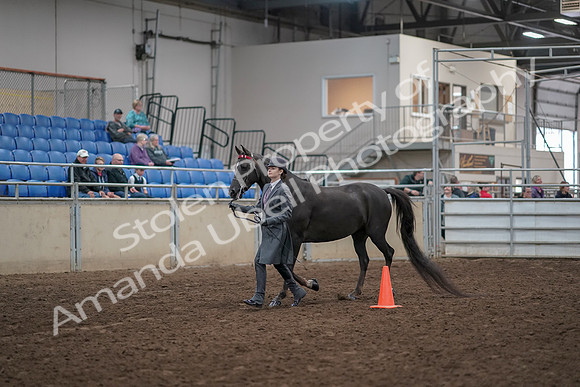 2019 Morgan Horse Show - Aug 31, 2019 - 02102