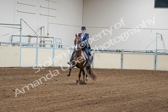 2020 - AB Morgan Horse - Fri, Sept 04 - 08157