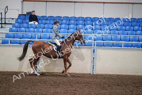 2020 - AB Morgan Horse - Fri, Sept 04 - 03179