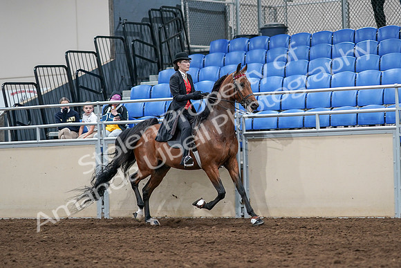 2020 - AB Morgan Horse - Sat, Sept 05 - 06790