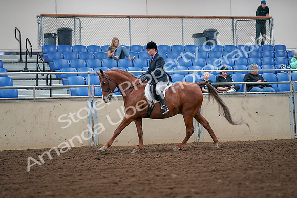 2019 Morgan Horse Show - Aug 30, 2019 - 16402