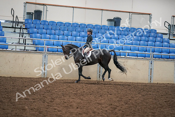 2019 Morgan Horse Show - Aug 30, 2019 - 12283