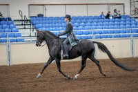 2020 - AB Morgan Horse - Fri, Sept 04 - 05335