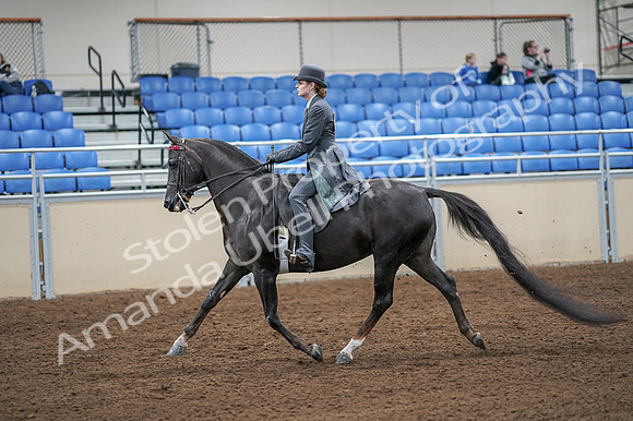 2020 - AB Morgan Horse - Fri, Sept 04 - 05335