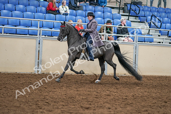 2020 - AB Morgan Horse - Sat, Sept 05 - 13752