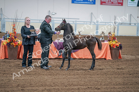 2020 - AB Morgan Horse - Fri, Sept 04 - 06219
