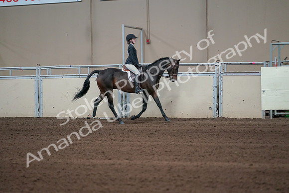 2019 Morgan Horse Show - Sept 01, 2019 - 03789