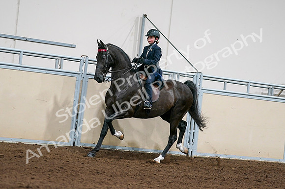 2020 - AB Morgan Horse - Fri, Sept 04 - 03219