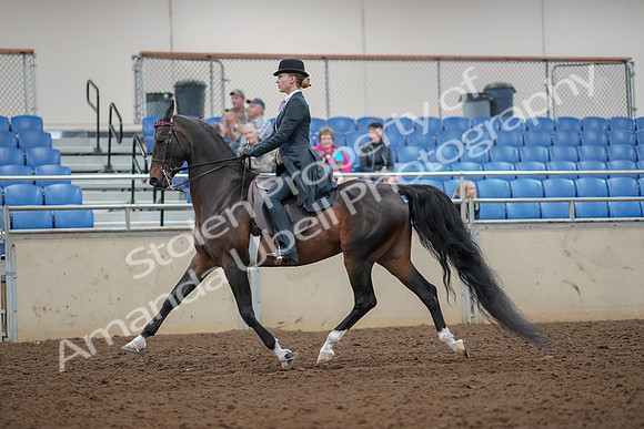 2019 Morgan Horse Show - Aug 30, 2019 - 25010