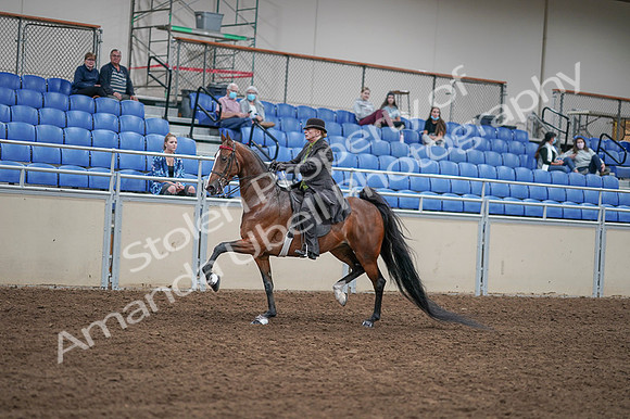 2020 - AB Morgan Horse - Fri, Sept 04 - 09538