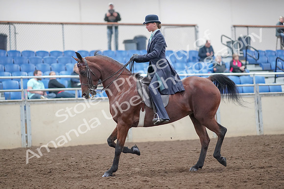 2019 Morgan Horse Show - Aug 31, 2019 - 08498
