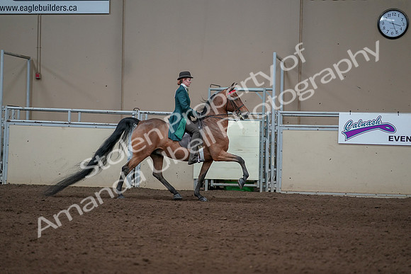 2019 Morgan Horse Show - Sept 01, 2019 - 13322
