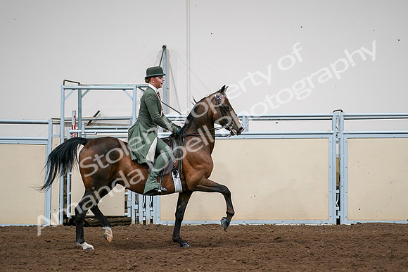 2020 - AB Morgan Horse - Fri, Sept 04 - 03385