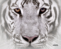 Big Cats - 012