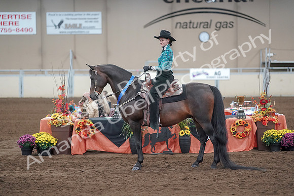 2019 Morgan Horse Show - Sept 01, 2019 - 07289