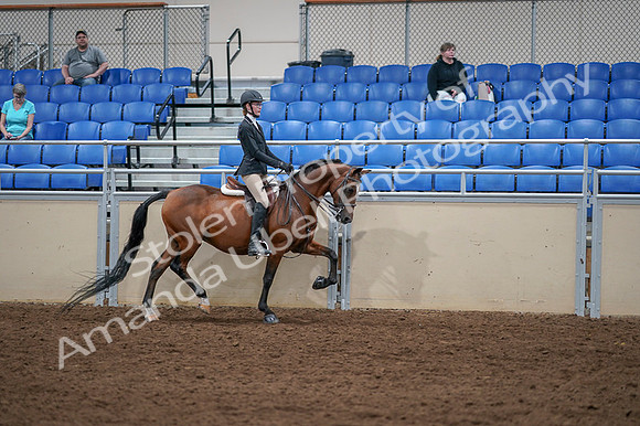 2020 - AB Morgan Horse - Fri, Sept 04 - 06131