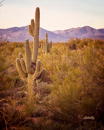 Landscapes - US - 021