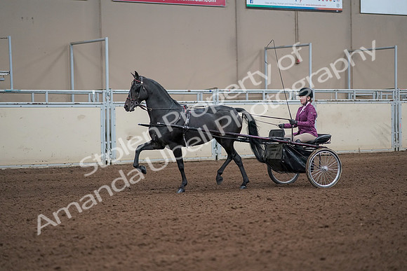 2019 Morgan Horse Show - Sept 01, 2019 - 10380_1