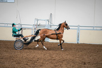 2020 - AB Morgan Horse - Sat, Sept 05 - 12460
