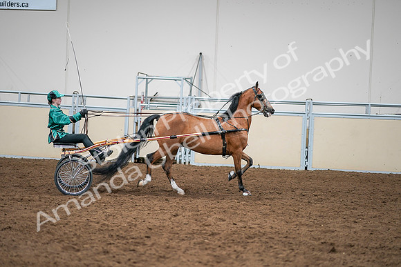 2020 - AB Morgan Horse - Sat, Sept 05 - 12460