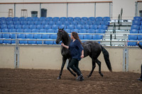2019 Morgan Horse Show - Aug 31, 2019 - 00507