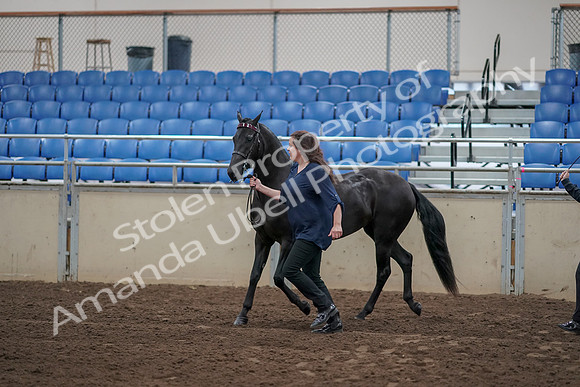 2019 Morgan Horse Show - Aug 31, 2019 - 00507