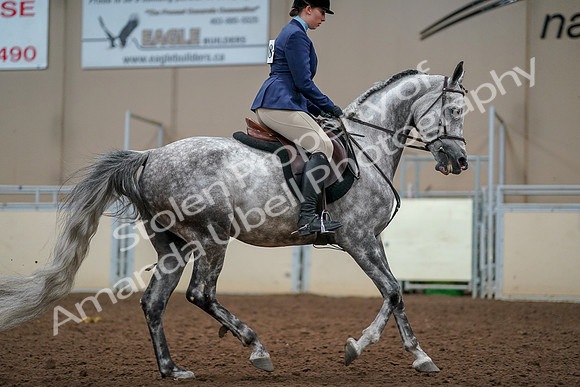 2019 Morgan Horse Show - Aug 30, 2019 - 22466