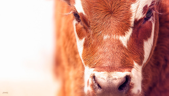 Farm Animals - 016