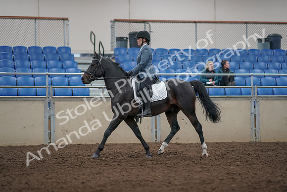 2019 Morgan Horse Show - Aug 31, 2019 - 07251
