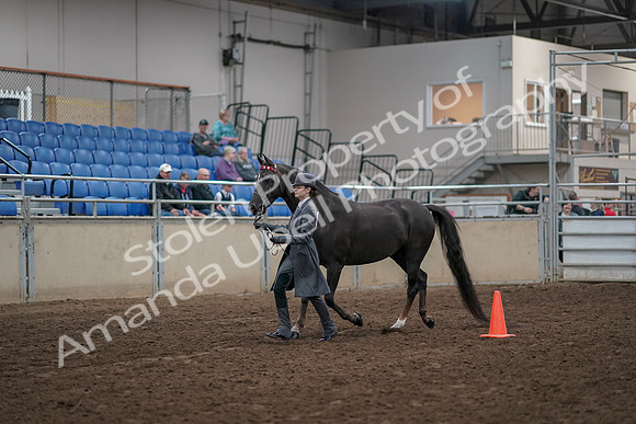 2019 Morgan Horse Show - Aug 31, 2019 - 02109