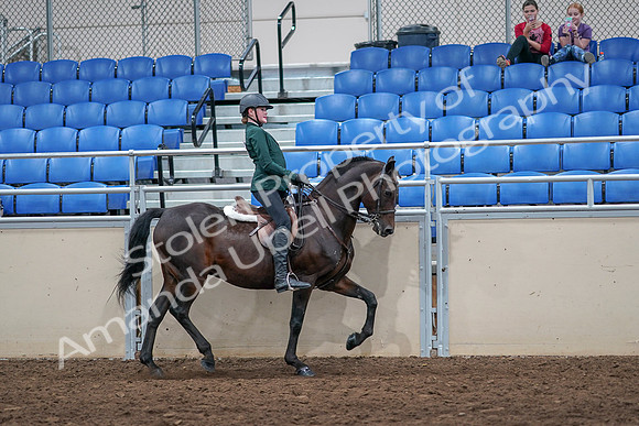 2020 - AB Morgan Horse - Sat, Sept 05 - 05172