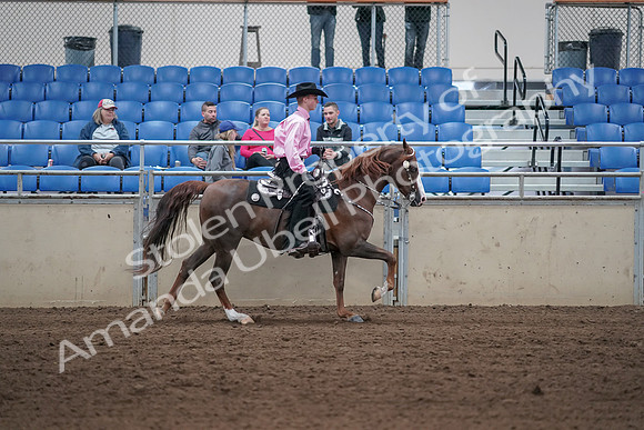 2019 Morgan Horse Show - Sept 01, 2019 - 07061