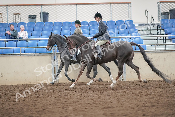 2019 Morgan Horse Show - Aug 30, 2019 - 20077
