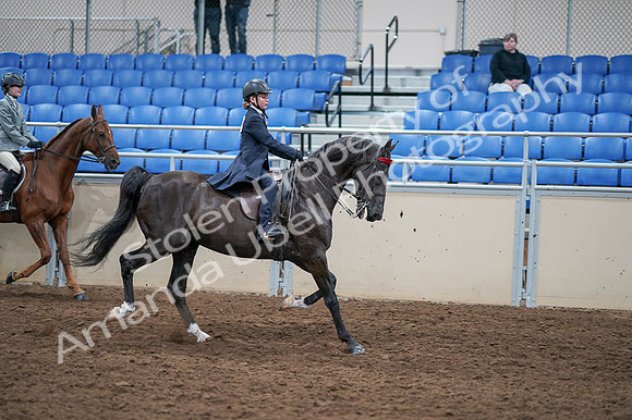 2020 - AB Morgan Horse - Fri, Sept 04 - 03161