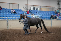2019 Morgan Horse Show - Aug 31, 2019 - 02116