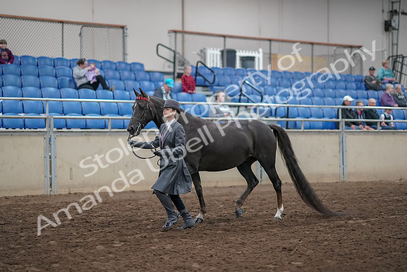 2019 Morgan Horse Show - Aug 31, 2019 - 02116