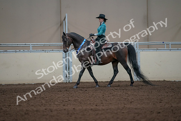 2019 Morgan Horse Show - Sept 01, 2019 - 07317