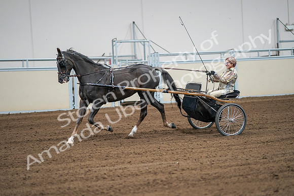 2020 - AB Morgan Horse - Sat, Sept 05 - 06023