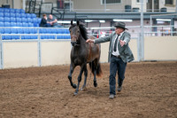 2020 - AB Morgan Horse - Sat, Sept 05 - 00720
