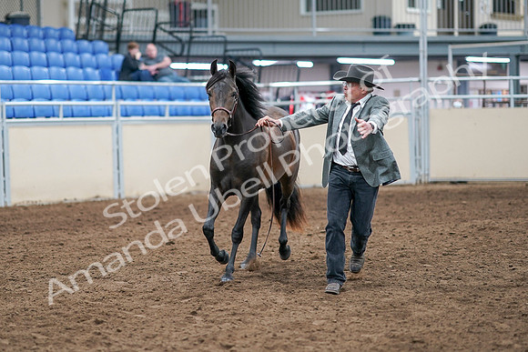 2020 - AB Morgan Horse - Sat, Sept 05 - 00720