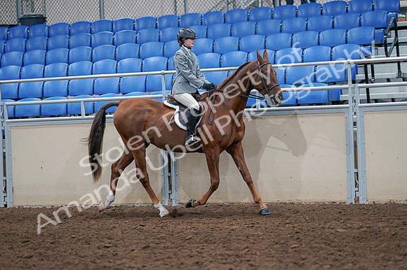 2020 - AB Morgan Horse - Fri, Sept 04 - 03108