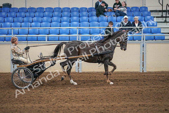 2020 - AB Morgan Horse - Sat, Sept 05 - 05959