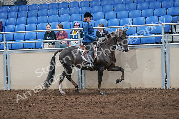 2020 - AB Morgan Horse - Sat, Sept 05 - 05209