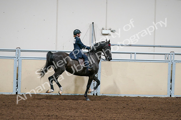 2020 - AB Morgan Horse - Fri, Sept 04 - 03152