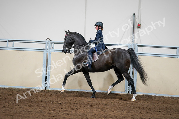 2020 - AB Morgan Horse - Fri, Sept 04 - 03260