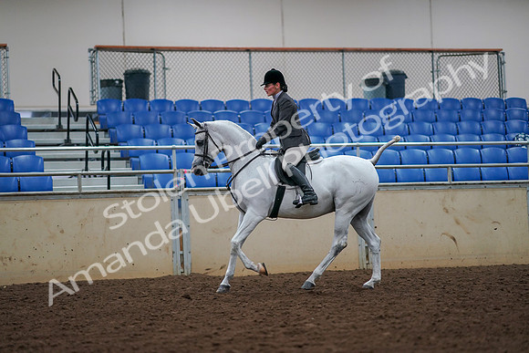 2019 Morgan Horse Show - Aug 30, 2019 - 17441