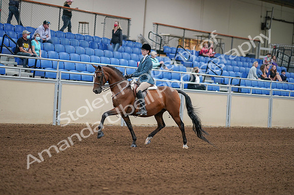 2020 - AB Morgan Horse - Fri, Sept 04 - 03965