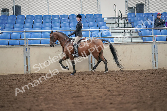2019 Morgan Horse Show - Aug 30, 2019 - 20159