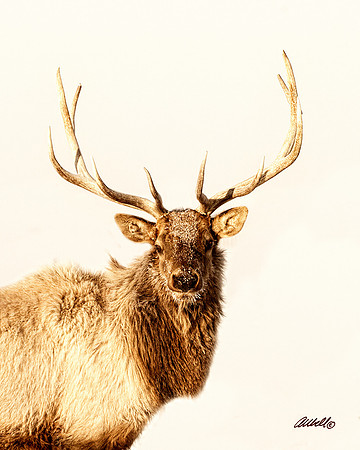 NA Wild Animals - 007