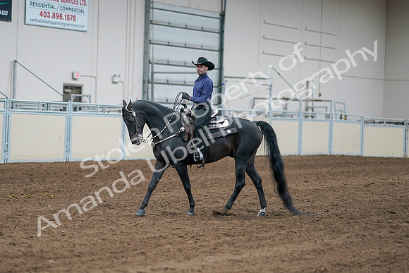2020 - AB Morgan Horse - Sun, Sept 06 - 07638